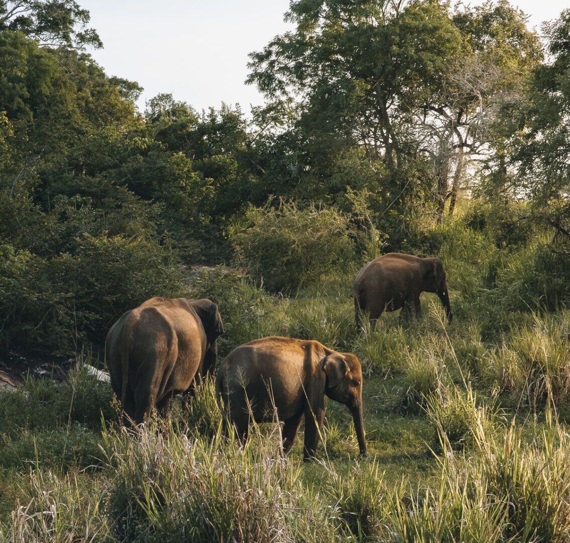 Wild life