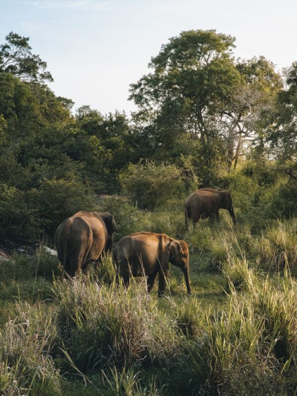 Wild life