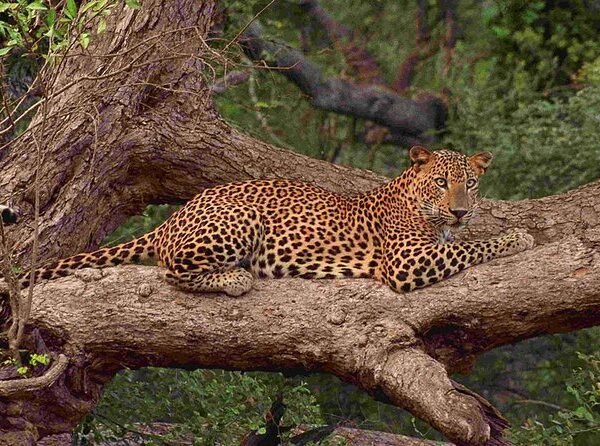 Leopard safari – Yala