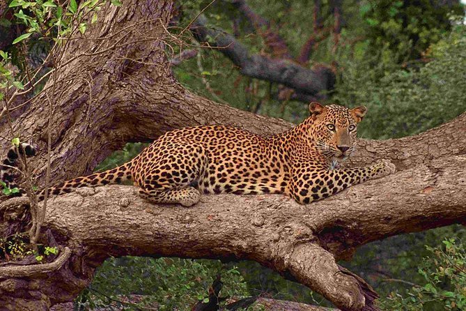Leopard safari – Yala